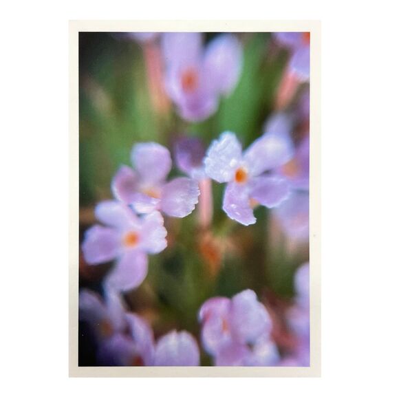 Cottage Series #4 ACEO Macro Photo *Limited Edition* Nature Mini Art Card - Picture 1 of 1